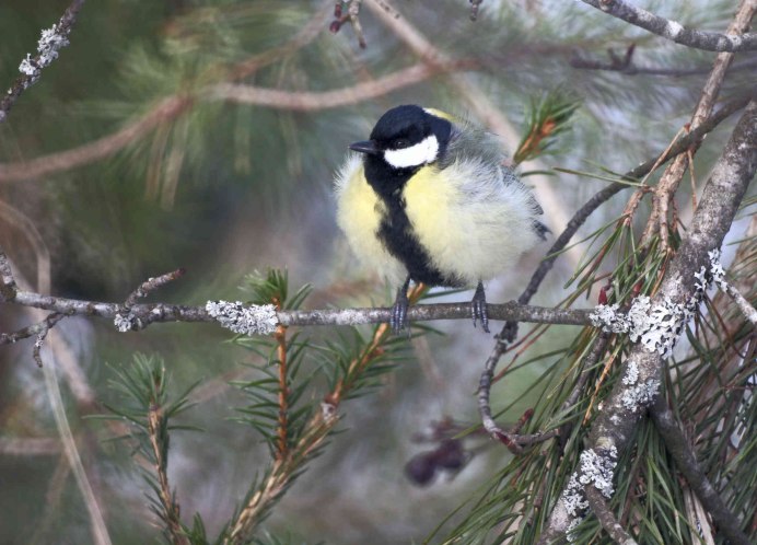 Большая синица и синица лазоревка