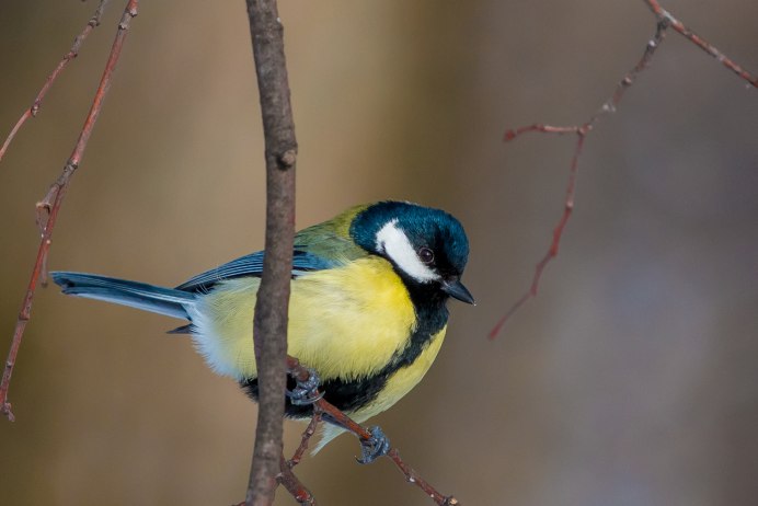 Лазоревка синица самец