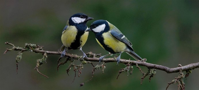 Огромная синица