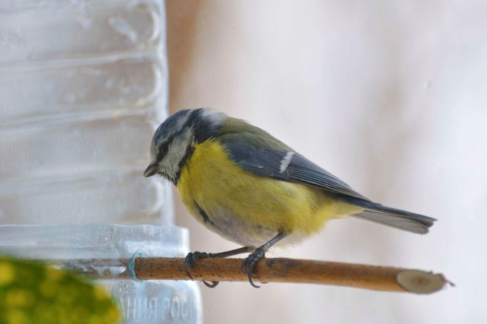 Синица Parus Major