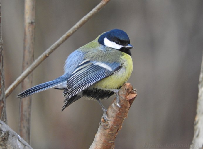 Окраска большой синицы