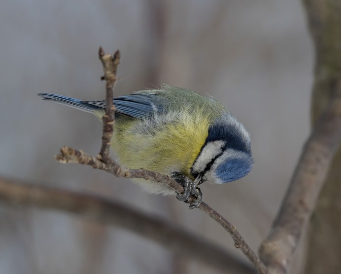 Птица усатая синица