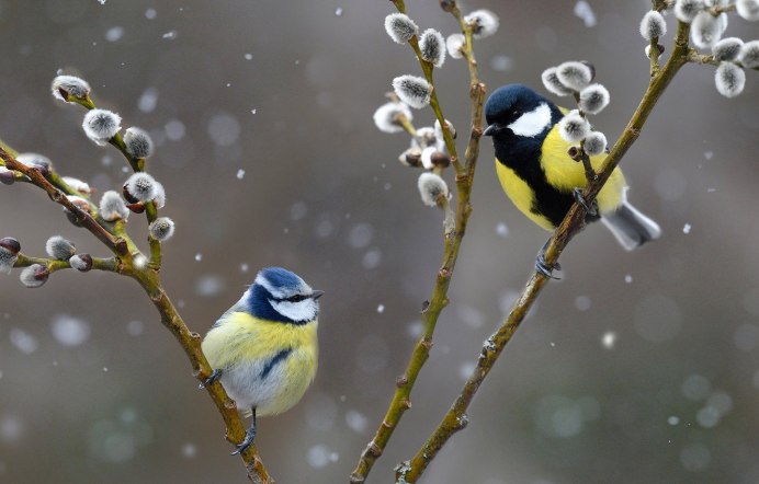 Усатая синица самка