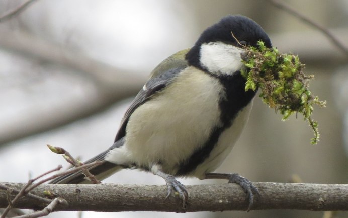 Зеленоспинная синица