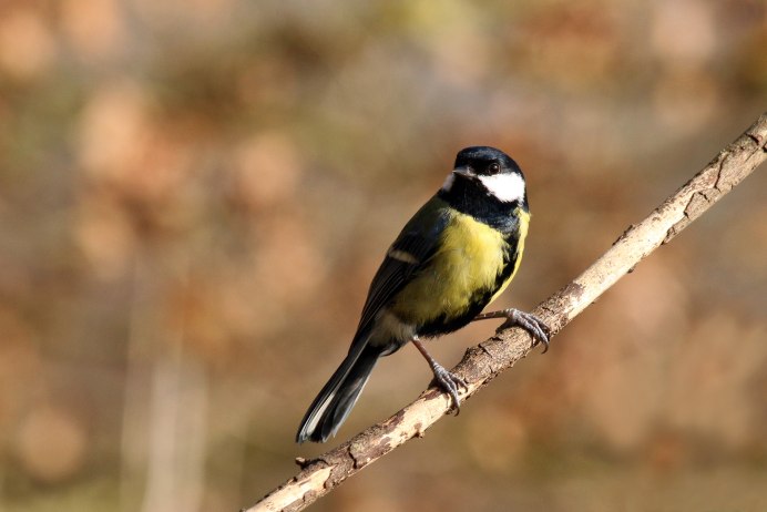 Большая синица самец и самка