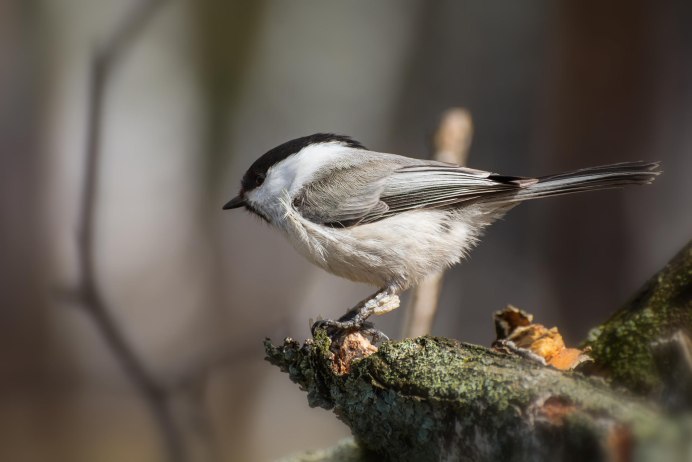 Молодая большая синица