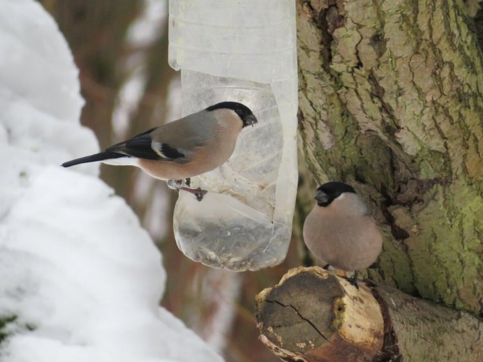 Синица гаичка