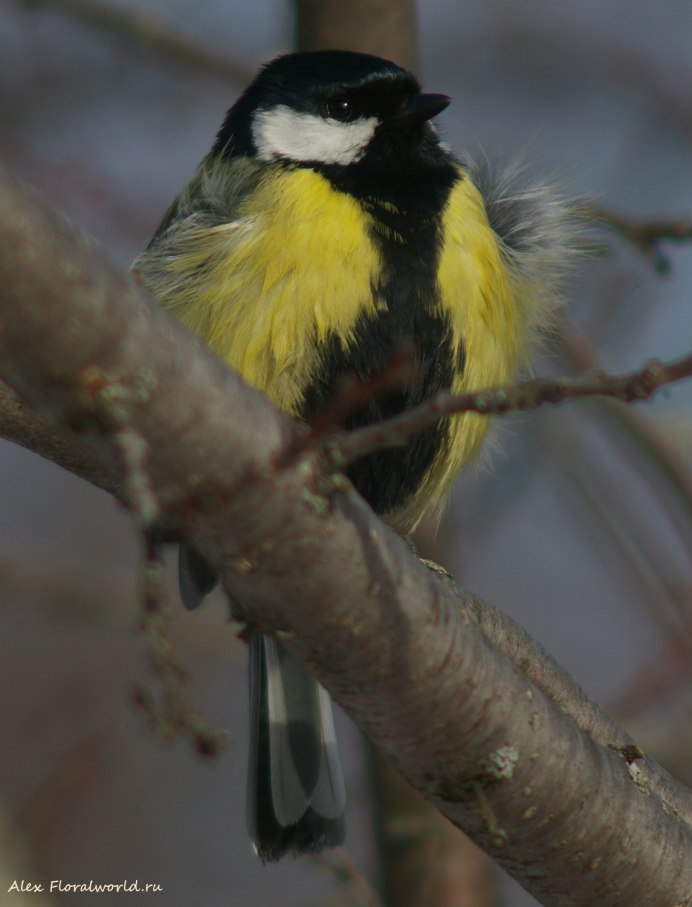 Лазоревка птица птенец