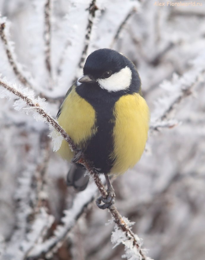 Большая синица и синица лазоревка