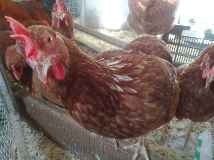 Петух на заборе