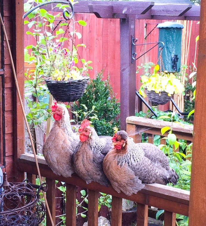 Куры в курятнике