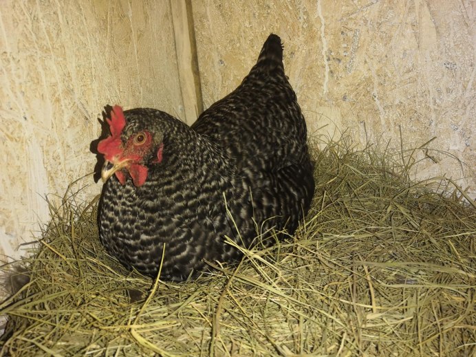Курица дома