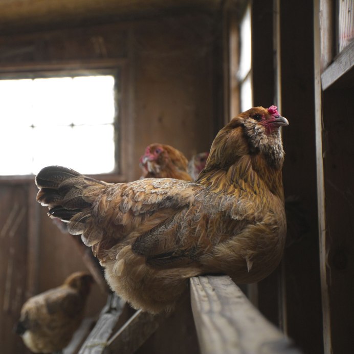 Курицы в курятнике