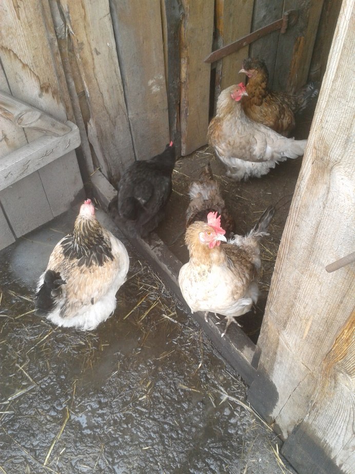 Курятник куры76