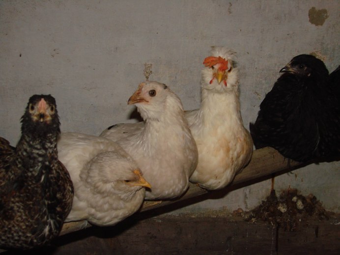 Курочки зимой