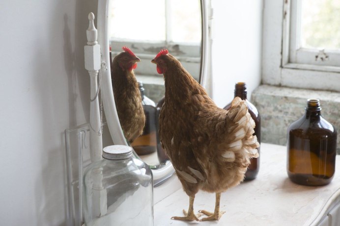 Фермер Птицевод