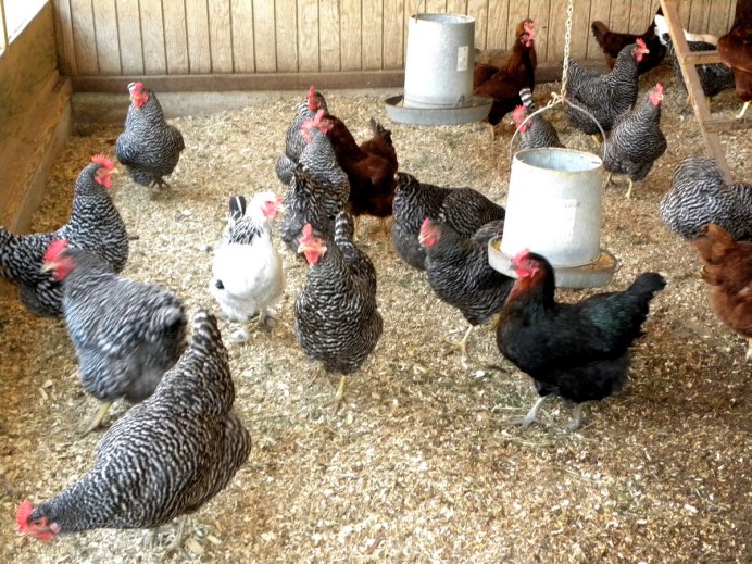 Курятник на 30 кур несушек