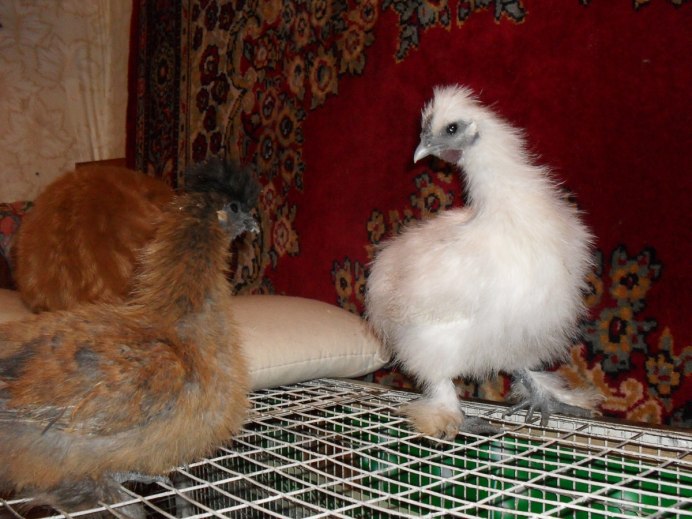 Куры в квартире