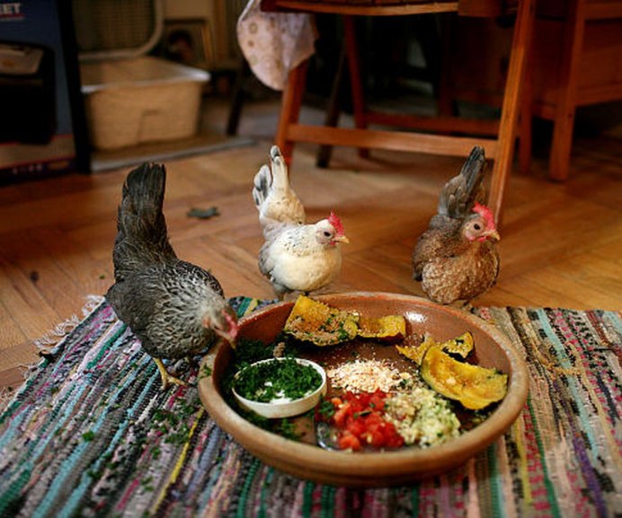 Кошка и курица