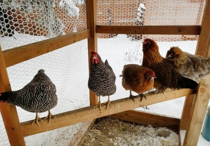 Курятник с петушками