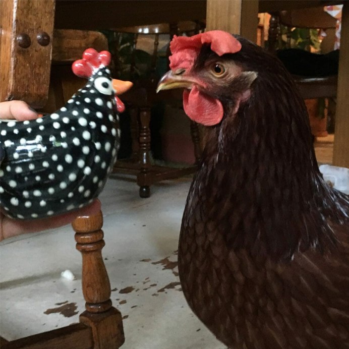 Куры в квартире