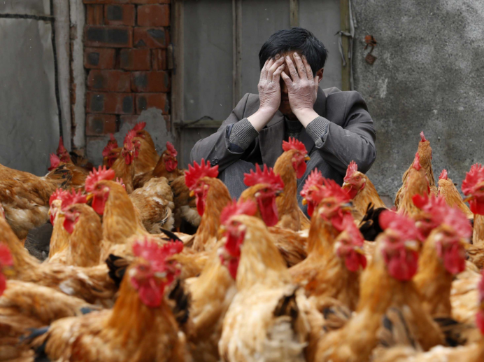 Красивая домашняя птица