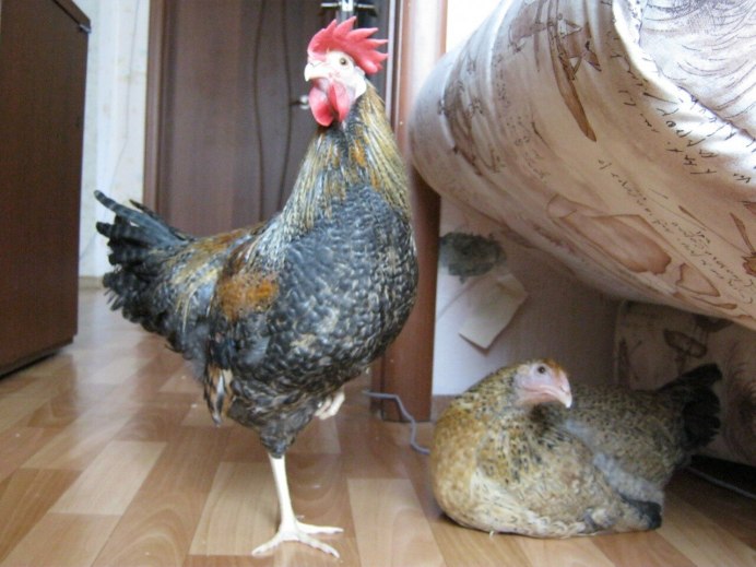 Живая курица в квартире