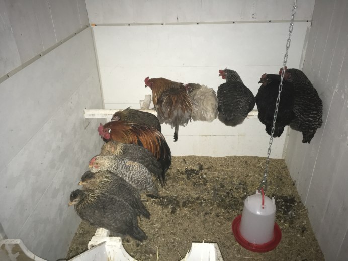 Куры несушки зимой