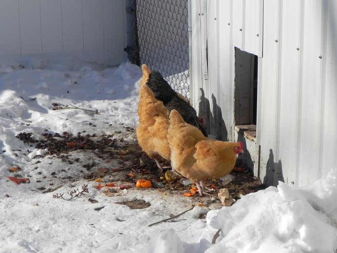 Куры на нашесте