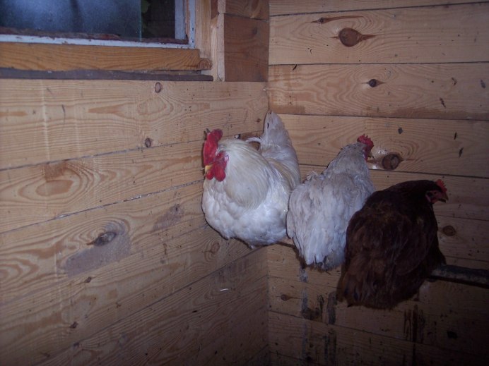 Куры в стайке