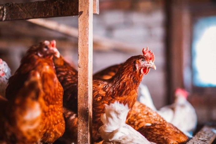 Кот с курами