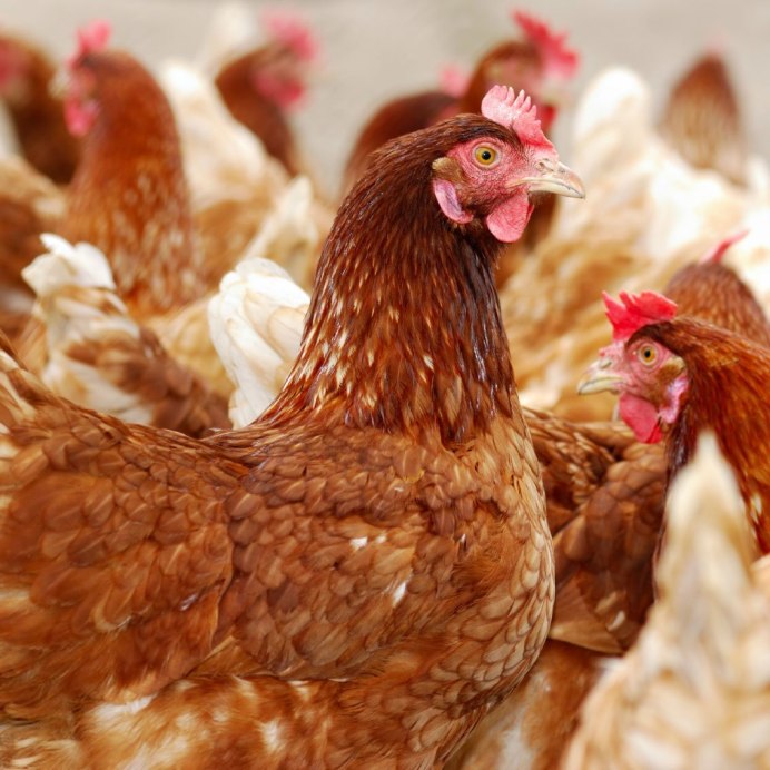 Курятник большой зимний