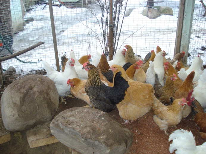 Леггорн и Ломан Браун