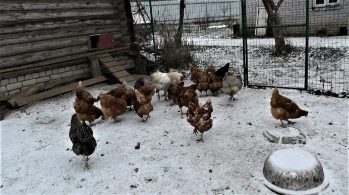 Кроссы кур яичного направления