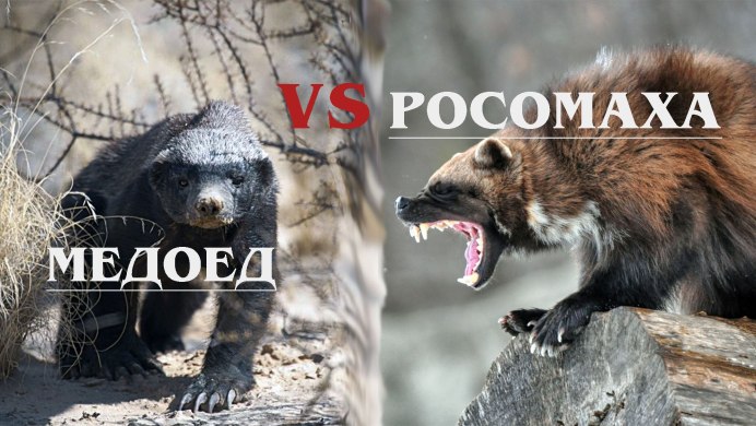 Медоед vs Росомаха