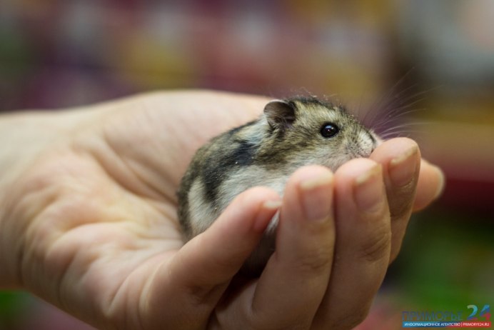 Хомяк джунгарский