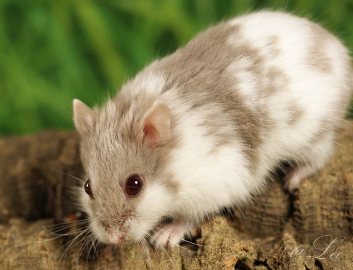 ДЖИНДЖУРИКИ хомячки