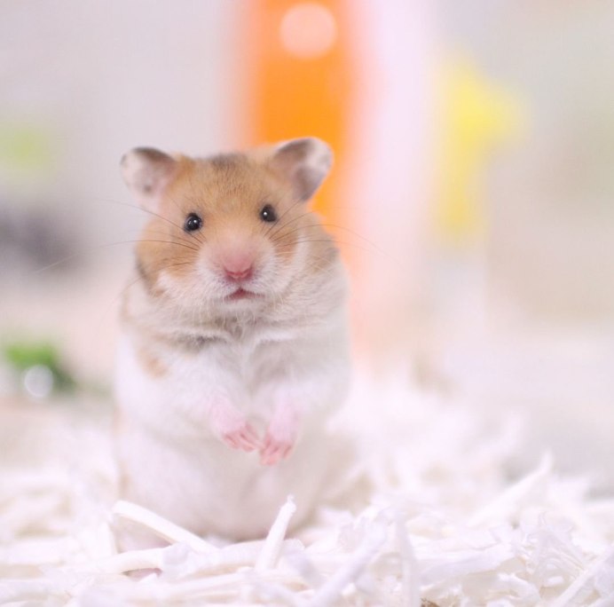 Хомяк джунгарский