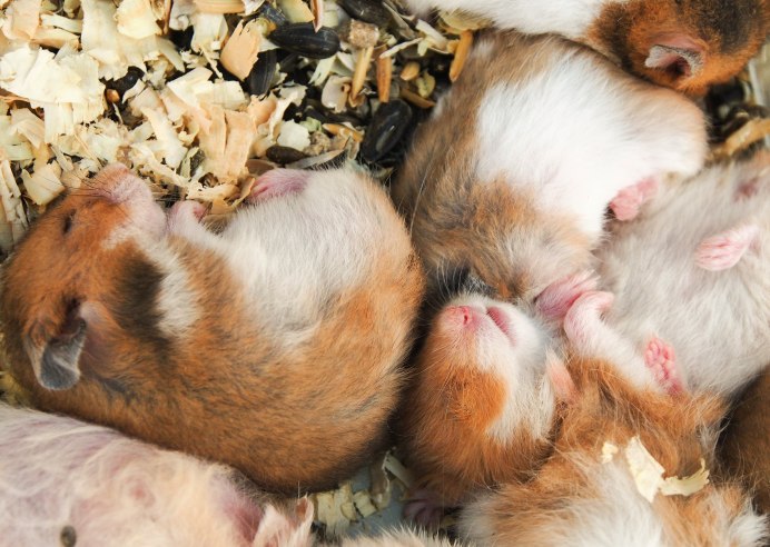 Сенегальский хомяк