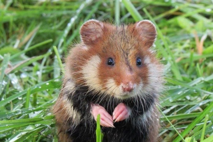 Джунгарики 2 хомячка