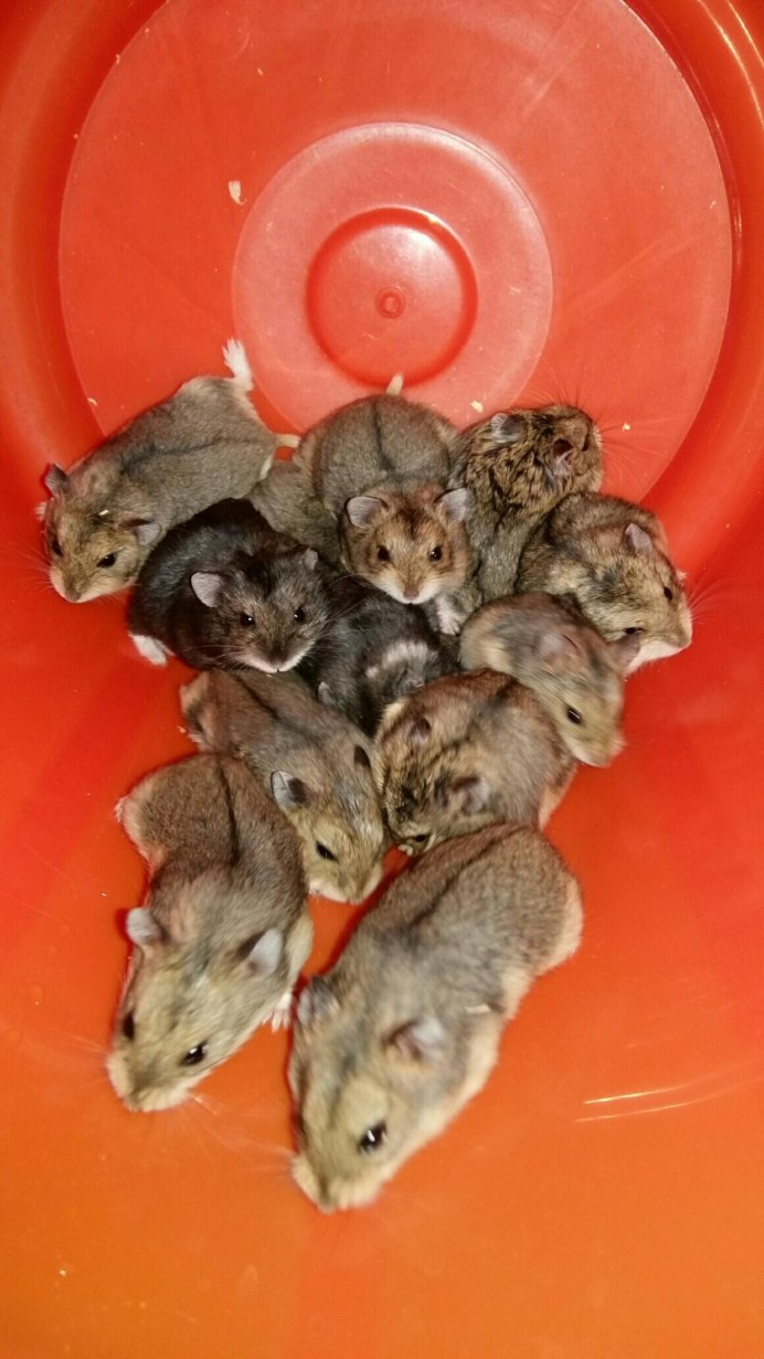 Королевский хомяк