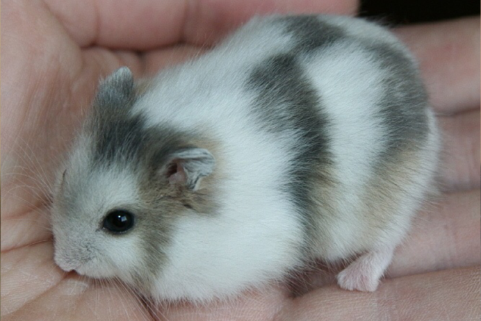 Джунгарский хомяк жемчужный окрас