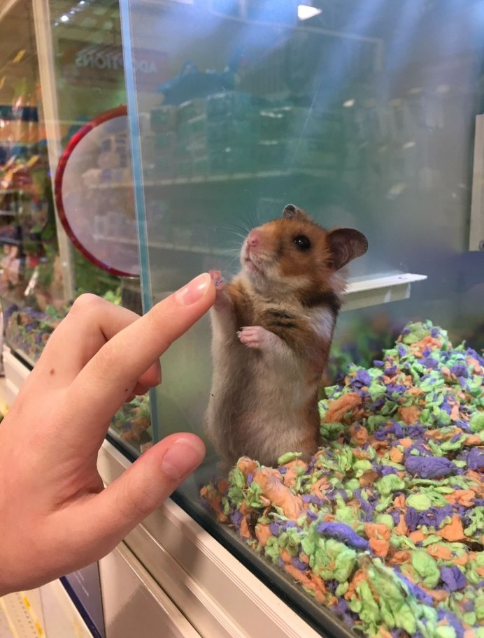 Хомячки породы названия