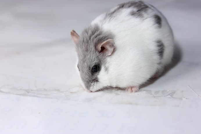 Хомяки породы джунгарский