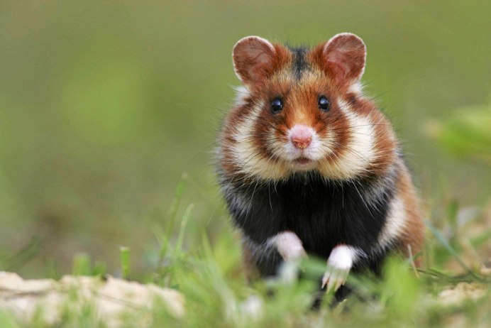 Сирийский хомяк гладкошерстный