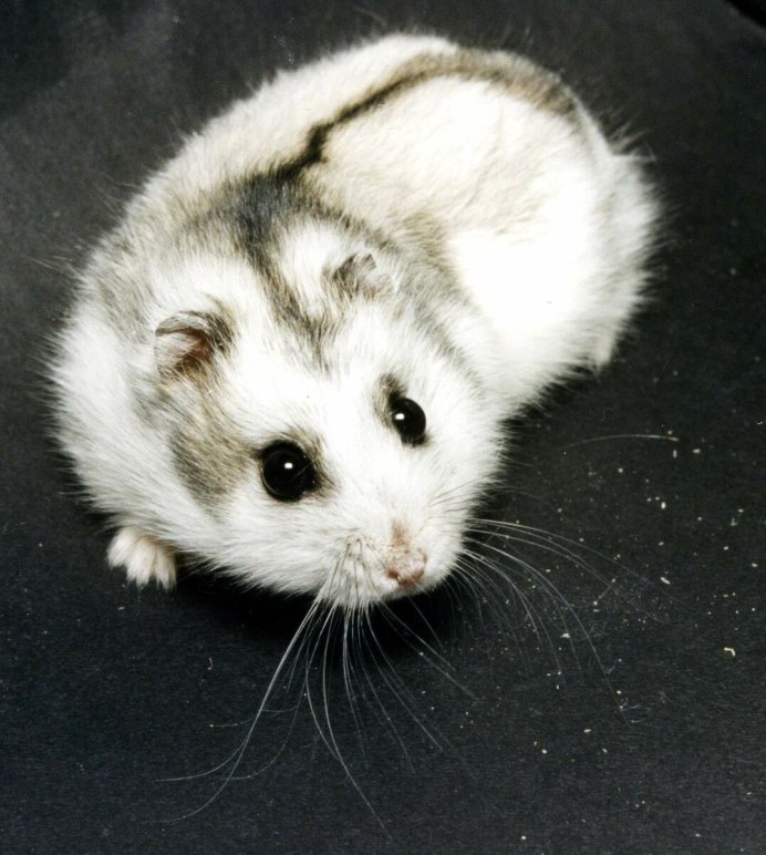 Хомяк джунгарик альбинос