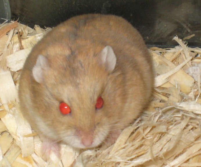 Джунгарский хомячок