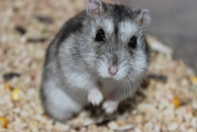 Хомяки джунгарики