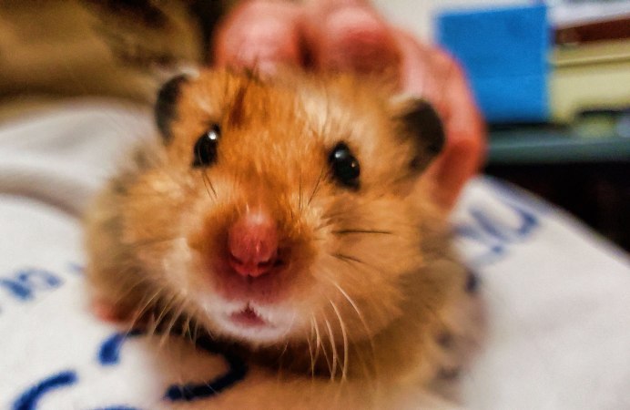 Хомяки сирийский хомяк Хома