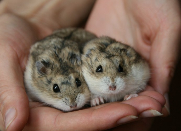 Джунгарский (Сунгурский) хомяк